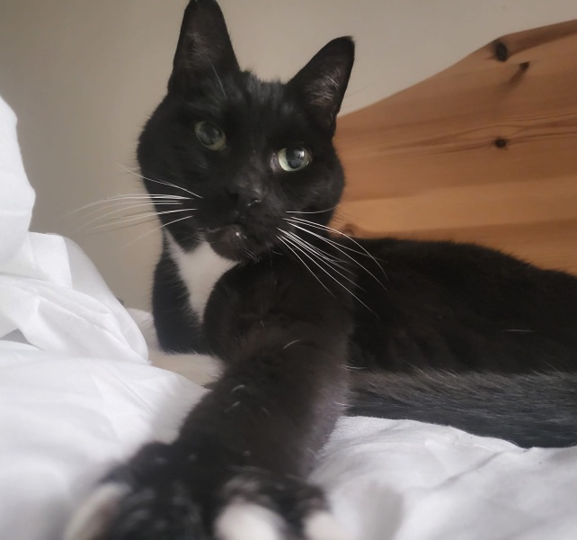 Trick or Cat Treat? The Excellent Cats do Halloween