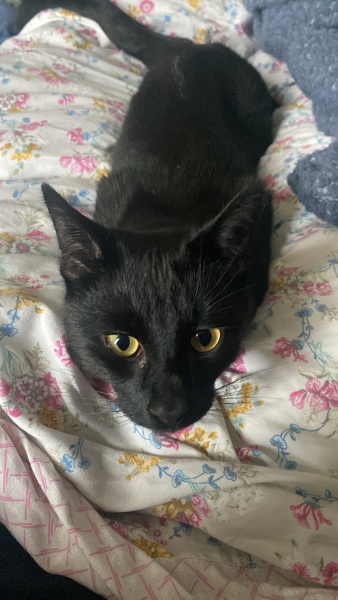 New cat