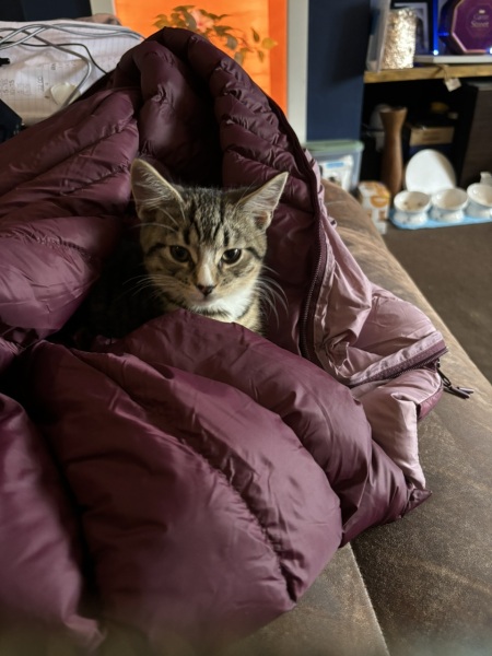 Help me name my kitten please!