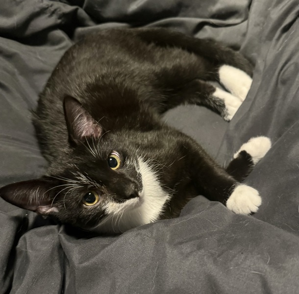 Flounders or Flouncers? The Excellent Cats continue their important debate