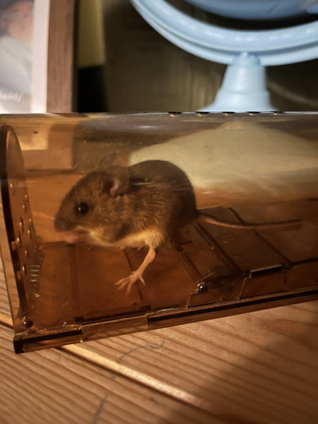 Is there ever just one mouse??