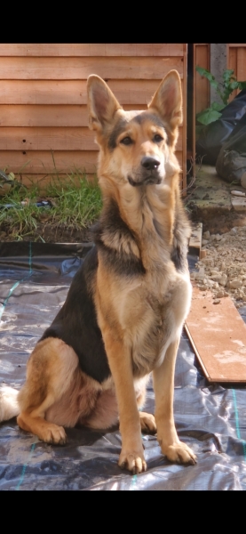 Pet thread?
