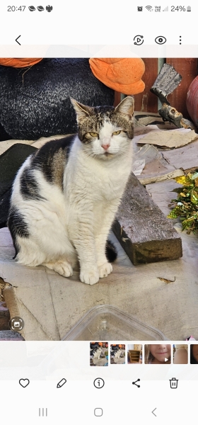 Stray Cat