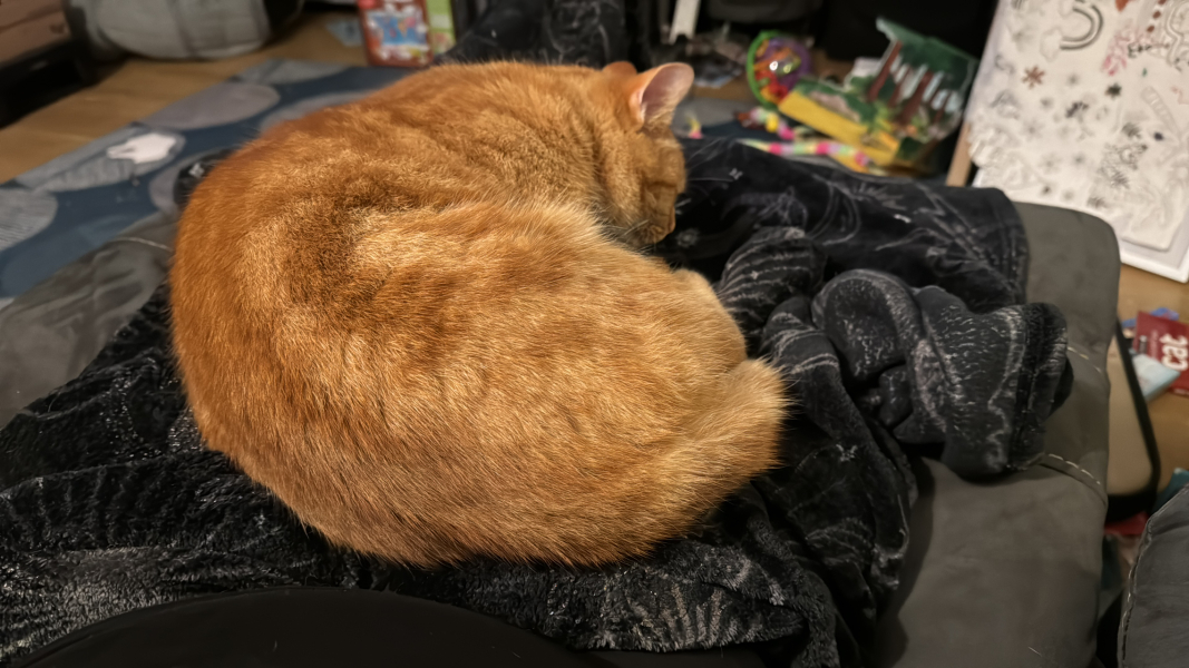 Trick or Cat Treat? The Excellent Cats do Halloween