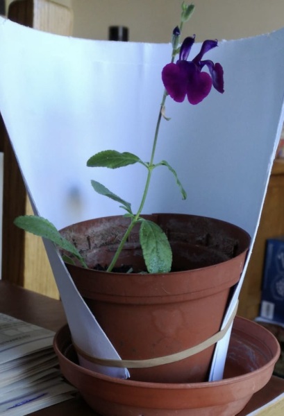 Mystery flower/weed?