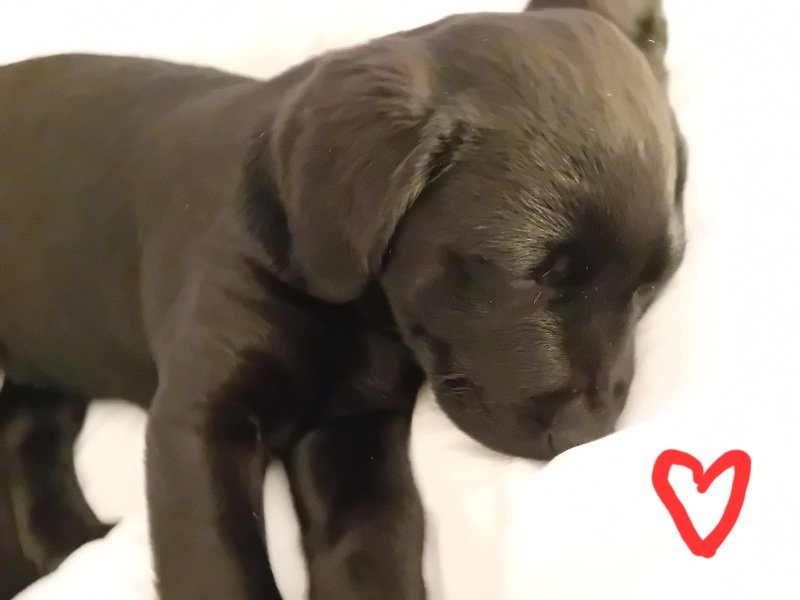 Adolescent Dog Survival Thread - Bark the Herald, furry angels sing!