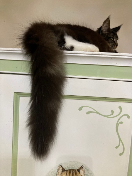 If your cat did OLD, what profile picture would she/he use?