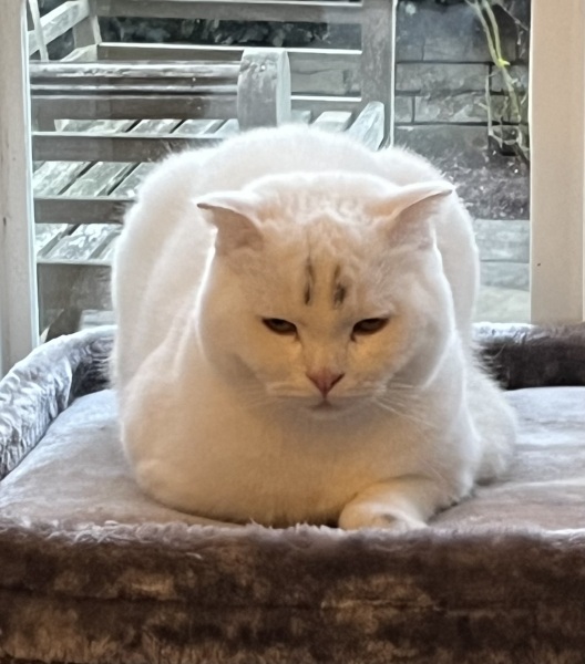 My cat has been to the brow bar