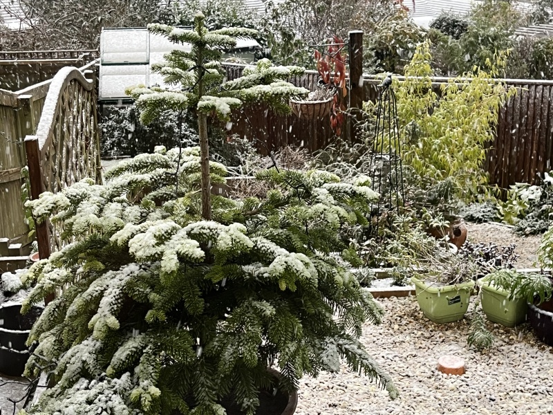 The Nigel Slater Christmas Chronicles Readalong 2024 Part 2