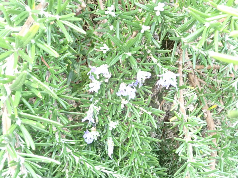 Climate change is alive and well and living in my garden