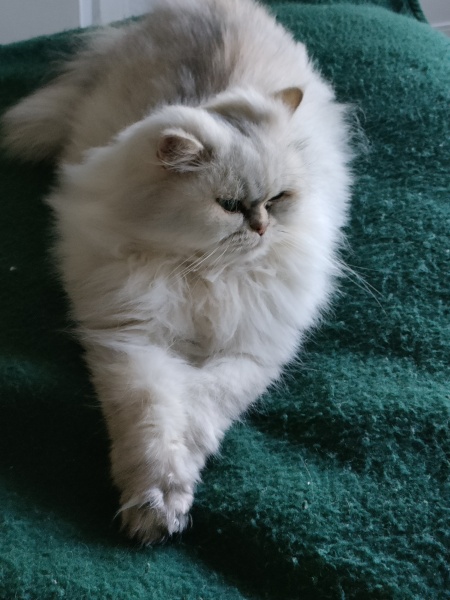 Is kidney disease an inevitability on dry food?