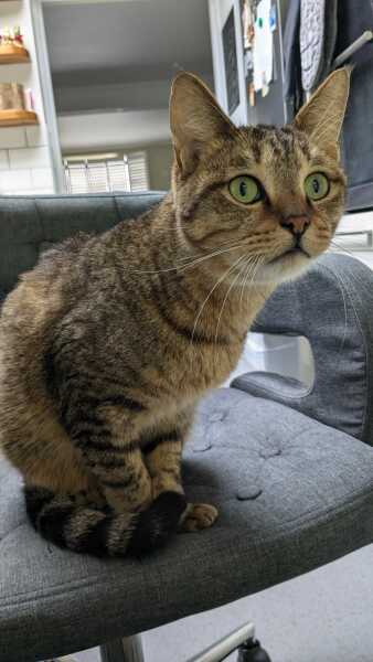 If your cat did OLD, what profile picture would she/he use?