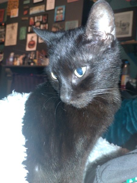 Trick or Cat Treat? The Excellent Cats do Halloween