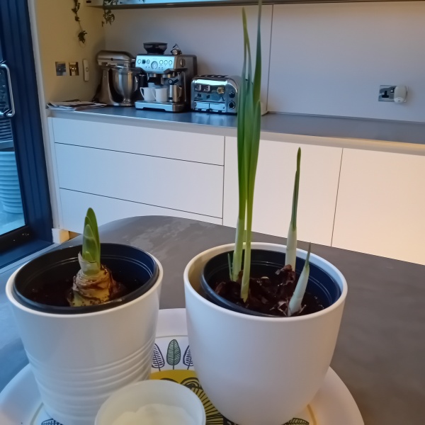 Poncetastic Christmas 2024