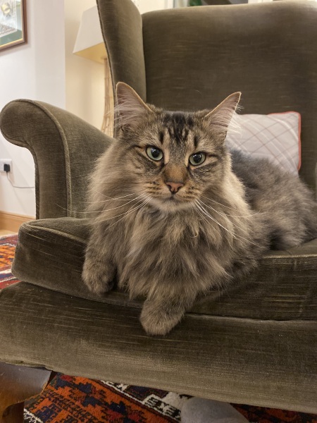 If your cat did OLD, what profile picture would she/he use?