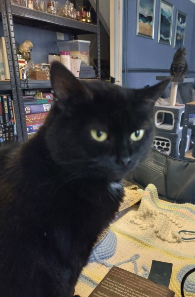 Thread 11 Starmer: Will that Phone Call Be To Harris or to Trump? (the decidedly superior looking cats thread)