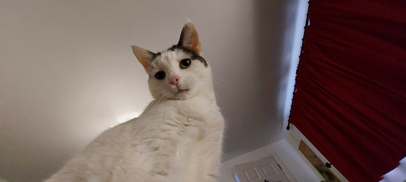 If your cat did OLD, what profile picture would she/he use?