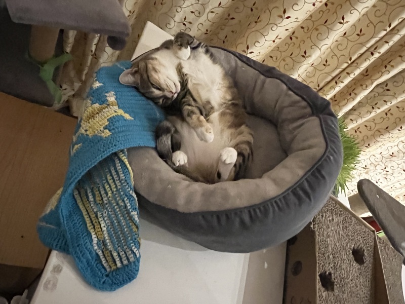 Trick or Cat Treat? The Excellent Cats do Halloween