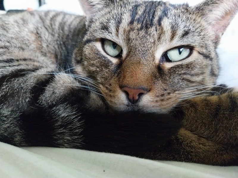 Thread 11 Starmer: Will that Phone Call Be To Harris or to Trump? (the decidedly superior looking cats thread)