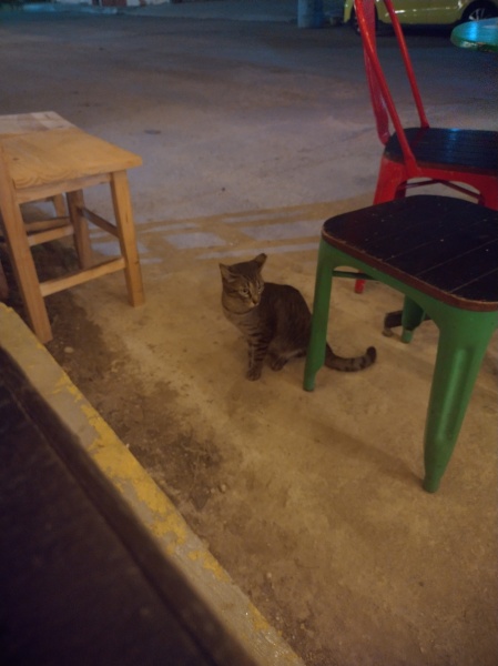 Trick or Cat Treat? The Excellent Cats do Halloween