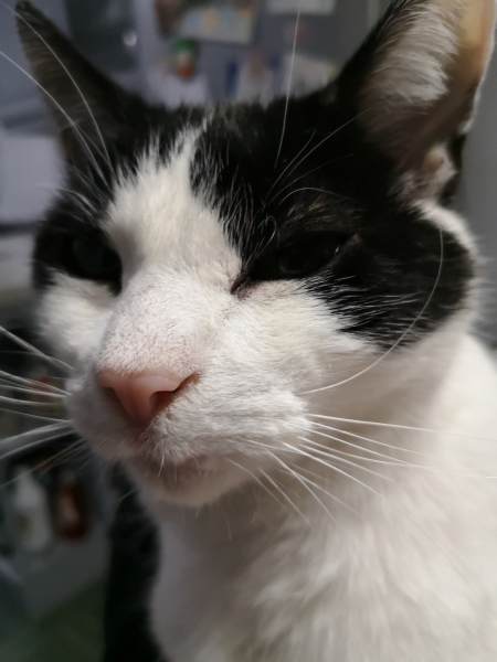 If your cat did OLD, what profile picture would she/he use?