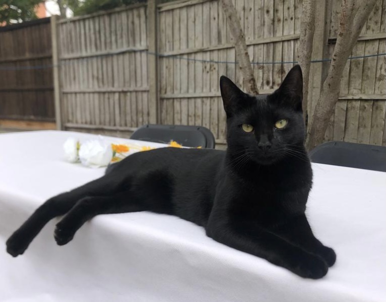 If your cat did OLD, what profile picture would she/he use?