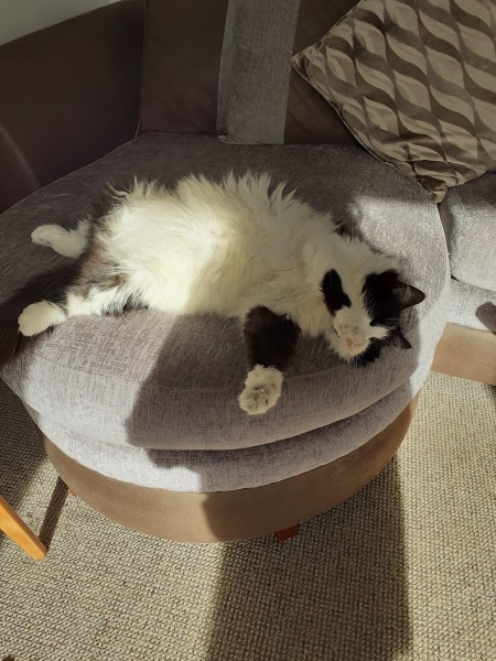 If your cat did OLD, what profile picture would she/he use?