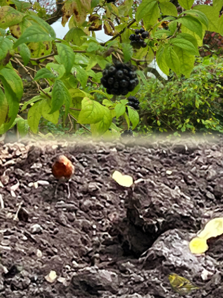 The Nigel Slater Christmas Chronicles Readalong 2024