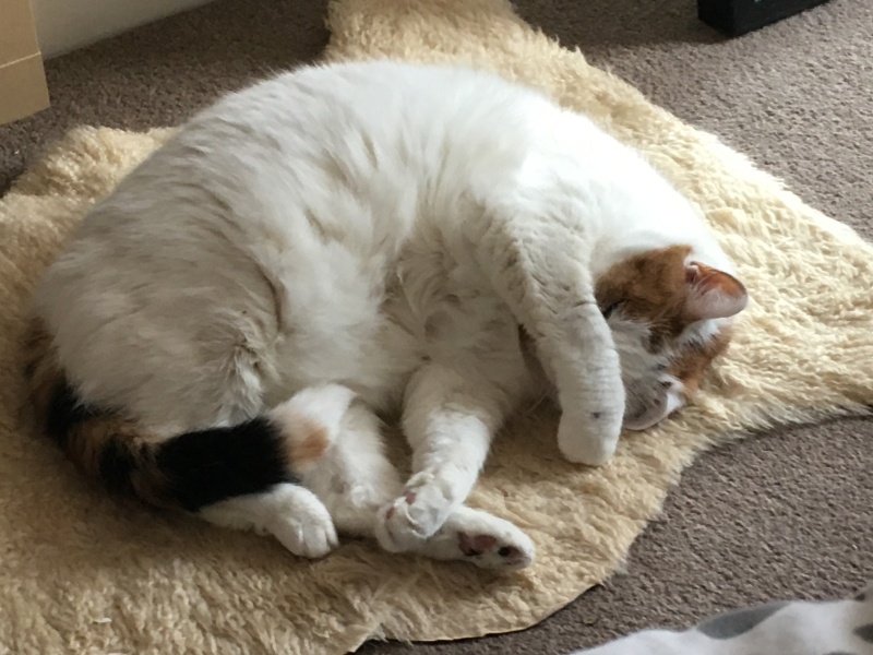 Trick or Cat Treat? The Excellent Cats do Halloween