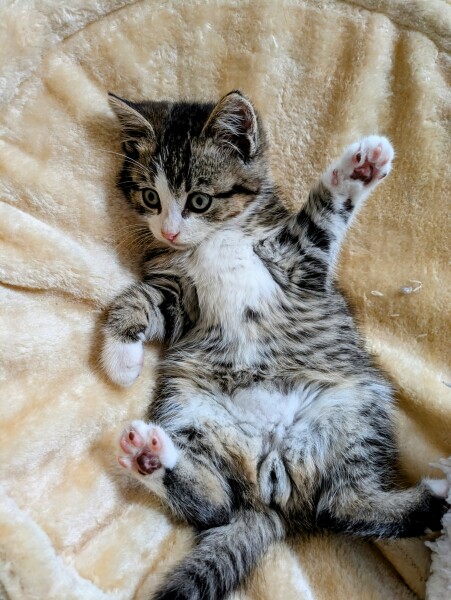 Tart cat.
