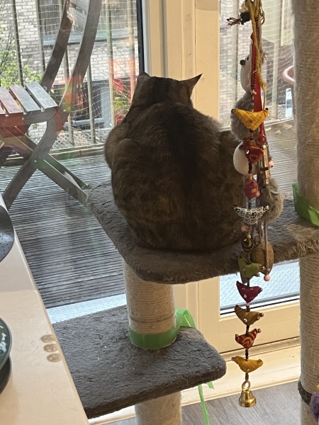 Trick or Cat Treat? The Excellent Cats do Halloween