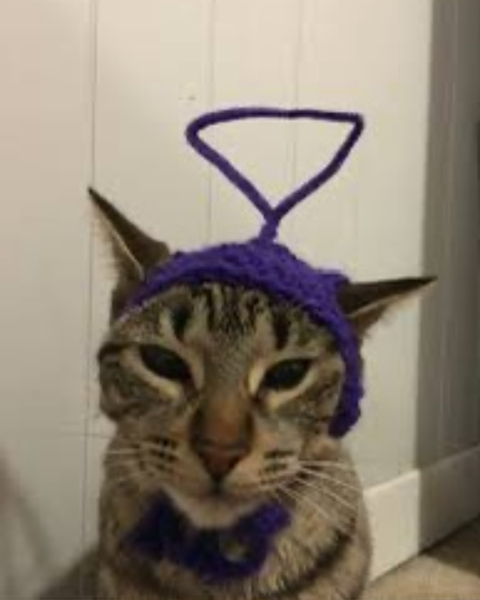 My owner won't let me eat birds anymore