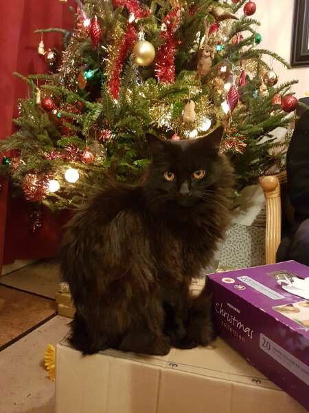 Tinsel, Glitter and Baubles - the Excellent Cats prepare to knock Everything off your Christmas Tree