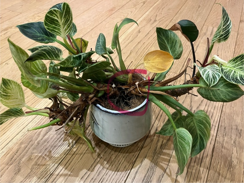 How to pot this on?