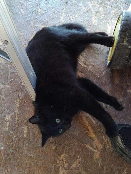 Bluestocking: the one where Boiled gets to the bar first!