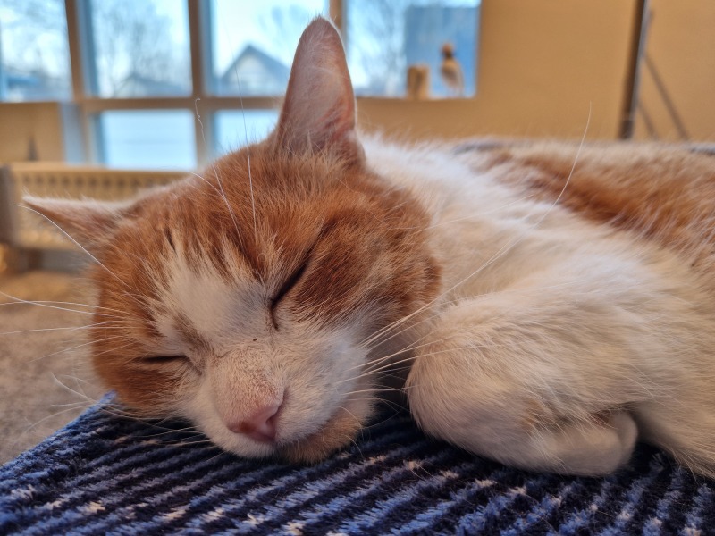Trick or Cat Treat? The Excellent Cats do Halloween