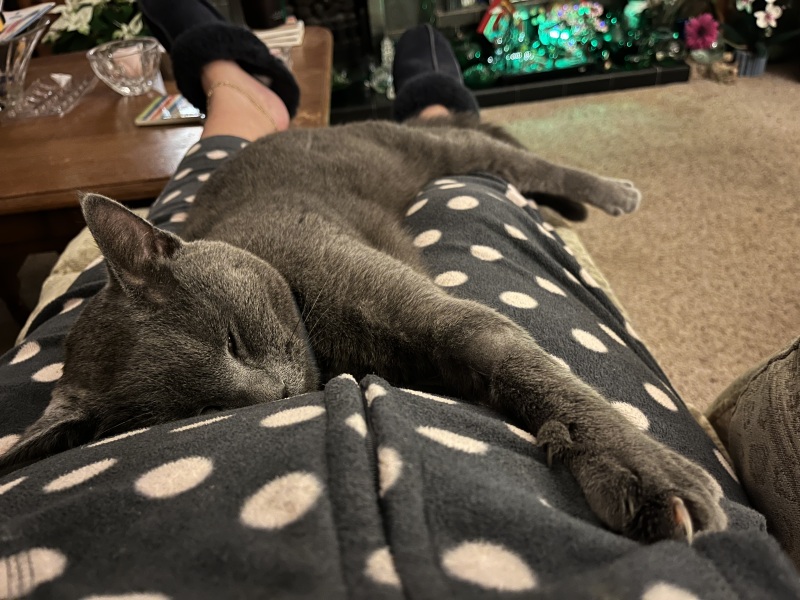 Trick or Cat Treat? The Excellent Cats do Halloween