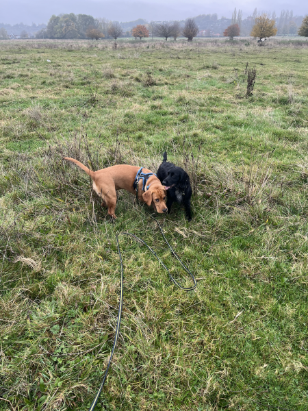 Adolescent Dog Survival...Sharing Tips & Tails