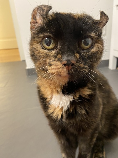 If your cat did OLD, what profile picture would she/he use?