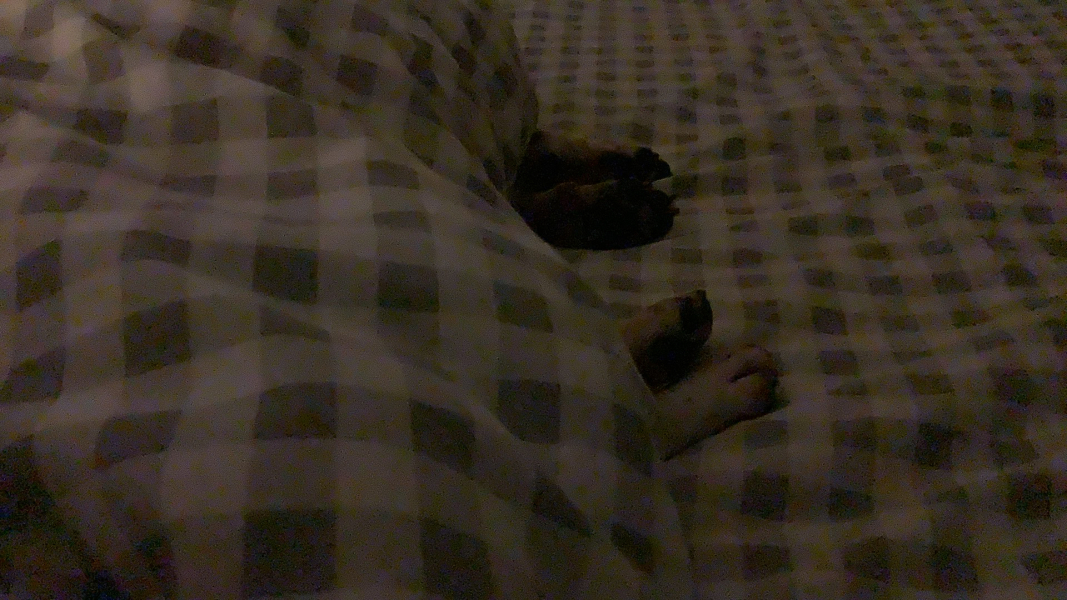 To have the dog in the bed with us?