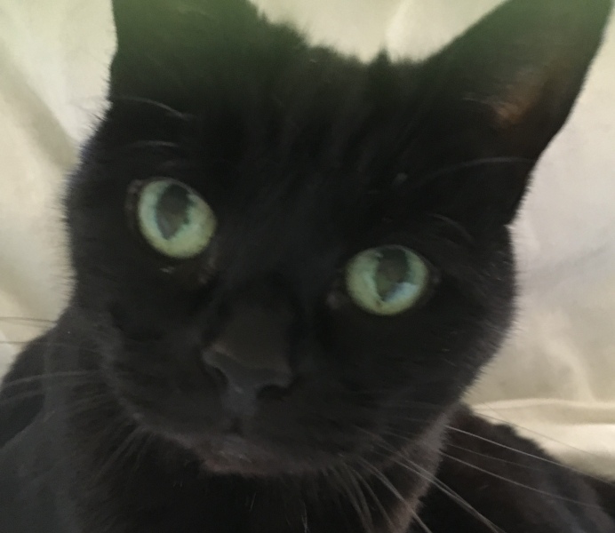 We lost our beautiful 20yr old cat 3 weeks ago but are adopting 2 lovely black kittens from a shelter