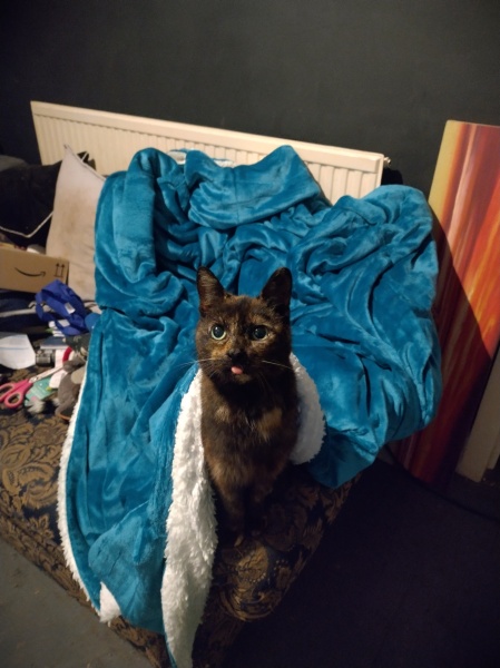 Trick or Cat Treat? The Excellent Cats do Halloween