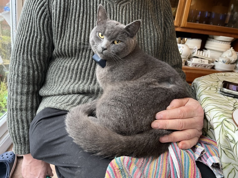 Trick or Cat Treat? The Excellent Cats do Halloween