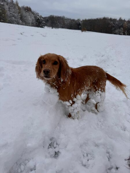 The Nigel Slater Christmas Chronicles Readalong 2024 Part 2