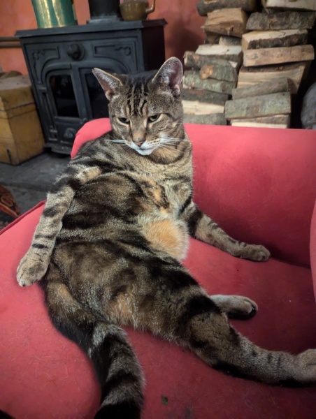 If your cat did OLD, what profile picture would she/he use?