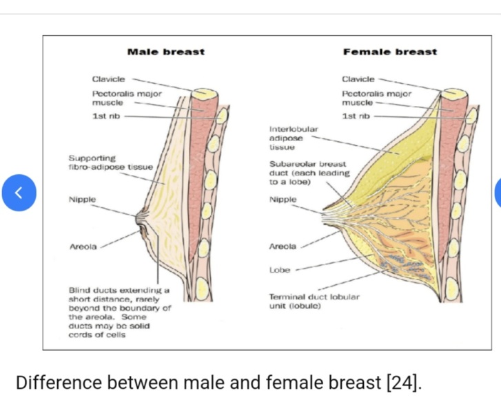 That The La Leche League have dangerously lost the plot?
