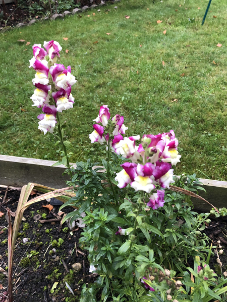 Thread 12 Starmer: From Prescott to Rayner, working class grit