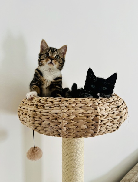 Kittens and tree - HELP!