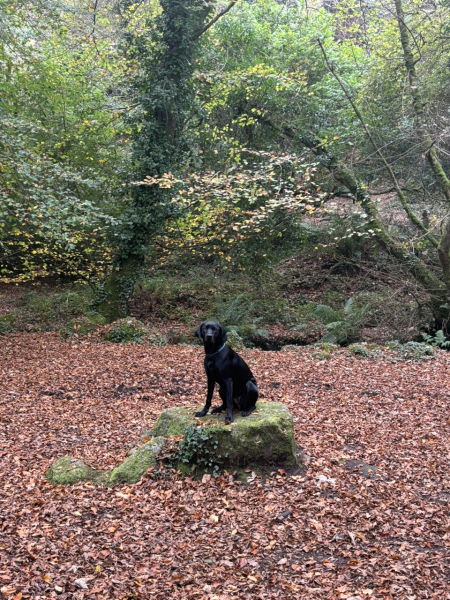 The Nigel Slater Christmas Chronicles Readalong 2024