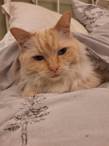 The Nigel Slater Christmas Chronicles Readalong 2024 Part 2